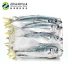 Sea Frozen Indian Mackerel Fish 4-6pcs/kg Newly Arrival With Low Price