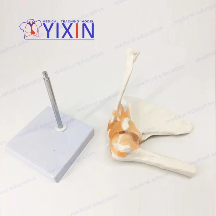 
Human shoulder joint model Clavicular-acromioclavicular arthroscopic operation demonstrates human joint of skeletal model 