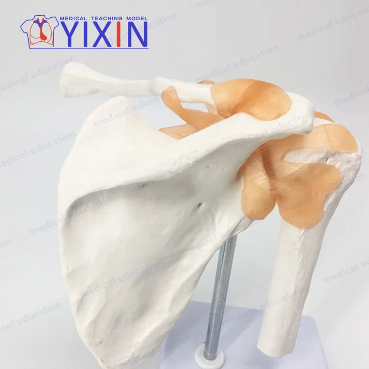 
Human shoulder joint model Clavicular-acromioclavicular arthroscopic operation demonstrates human joint of skeletal model 