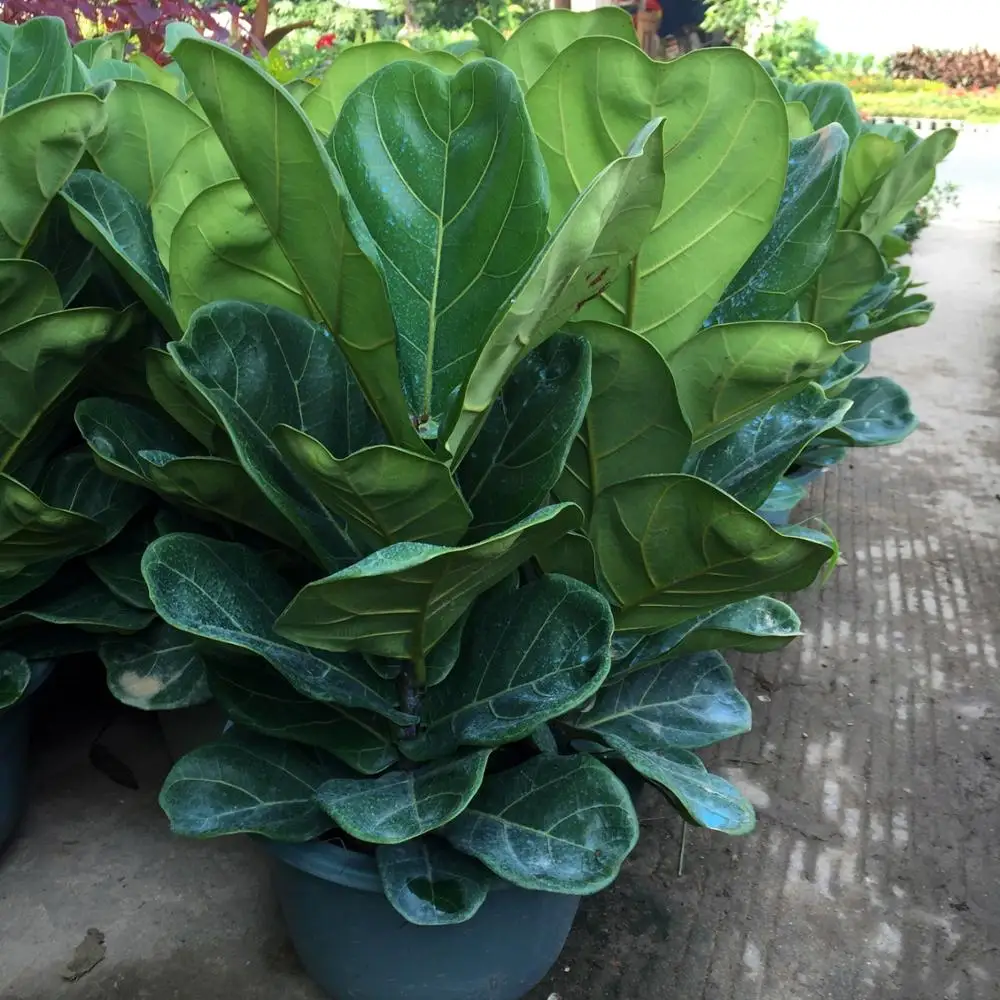 
Ficus Lyrata, Ficus Pandurata Hance Bonsai Plants 