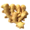 New crop china big ginger good farmer is on the market