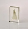 teaching animal and plants specimen teaching Resources coral crystal embedded sample