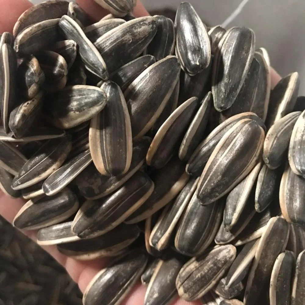 
different type of chinese sunflower seeds 361, 363, 5009, 601 Top Quality 