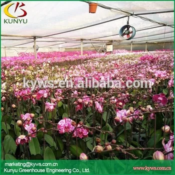 
Phalaenopsis orchid Seedlings from Taiwan Phalaenopsis orchid supply Orchid plants for sale 
