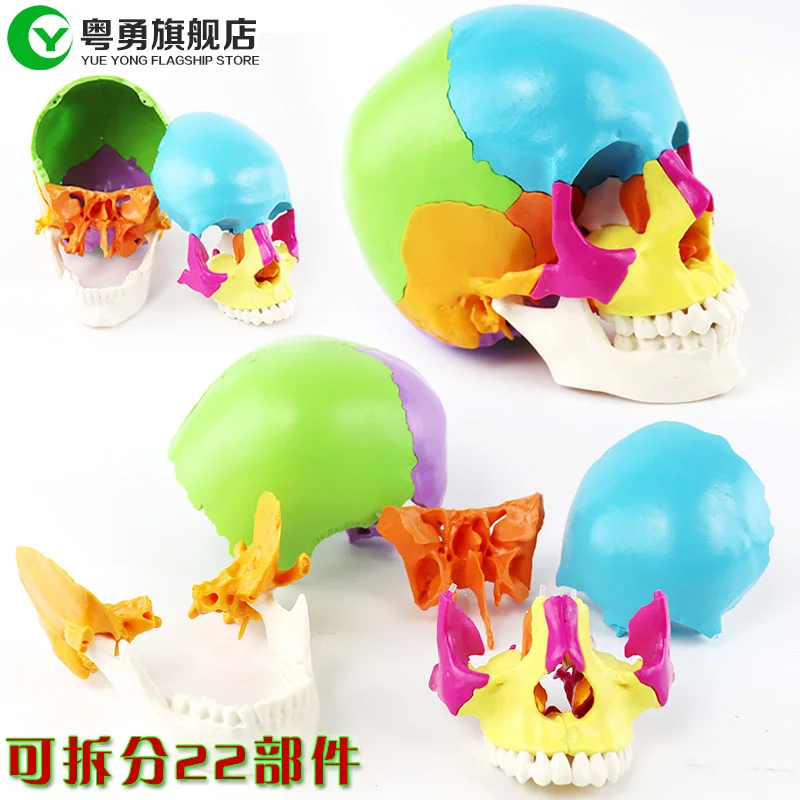 
Medical Human Anatomy Colored Skull Model Can be split into 22 pieces  (62105662130)