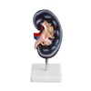 For learning and training Function and Hand painting Craft kidney segment training model