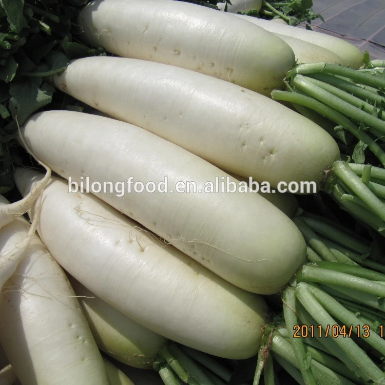 
2019 new crop fresh white raddish 
