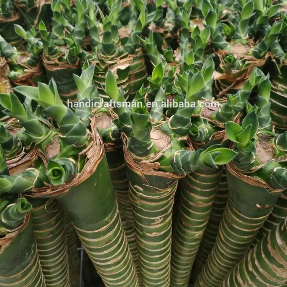 
factory price dracaena sanderiana chinese indoor live aquatic potted plants lotus lucky bamboo 