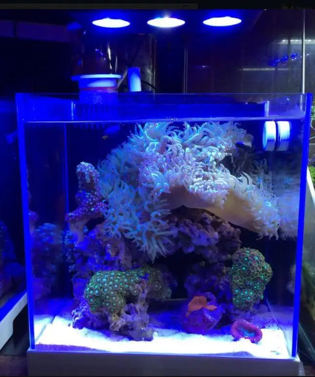 
High Power Coral Reef Led Aquarium Light Saltwater Light 