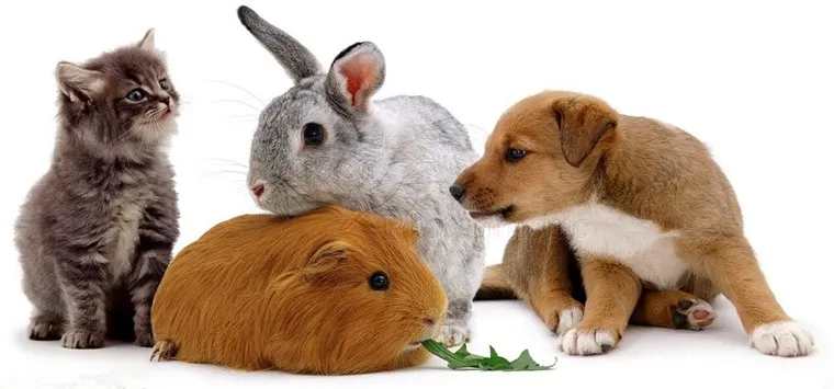 
Compound Fipronil Spot-On for pet dog Fipronil methoprene s-methoprene frontline plus 