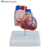 Medical Anatomical Heart Model 3 parts, New Style Human enlarged heart model