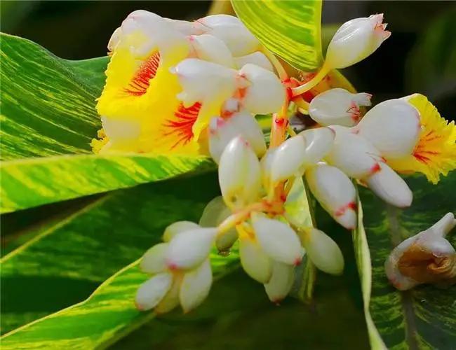 
2019 Indoor Plant Bonsai Decoration Alpinia zerumbet with Factory Price 