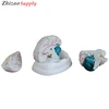 Human New Style Educational Plastic Brain Model