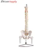 Life-Size Vertebral Column Spinal Model with Pelvis and Femur Heads