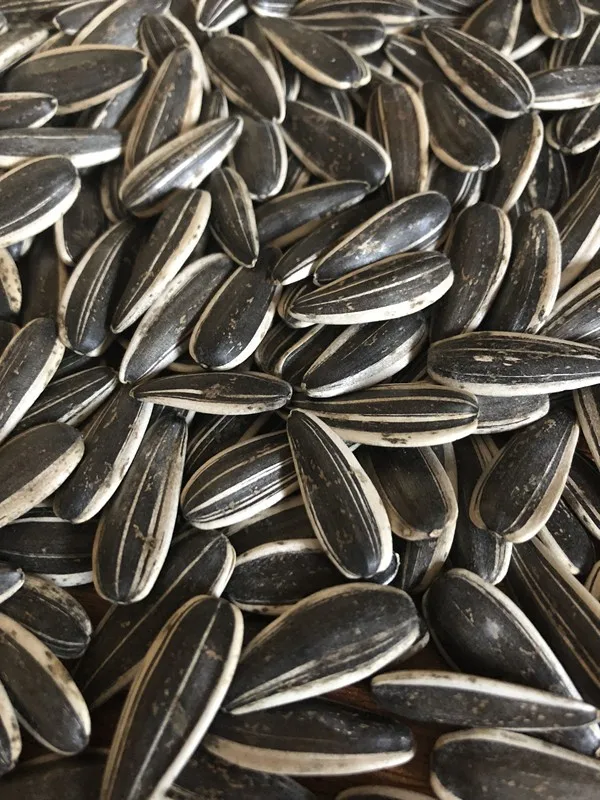 
different type of chinese sunflower seeds 361, 363, 5009, 601 Top Quality 