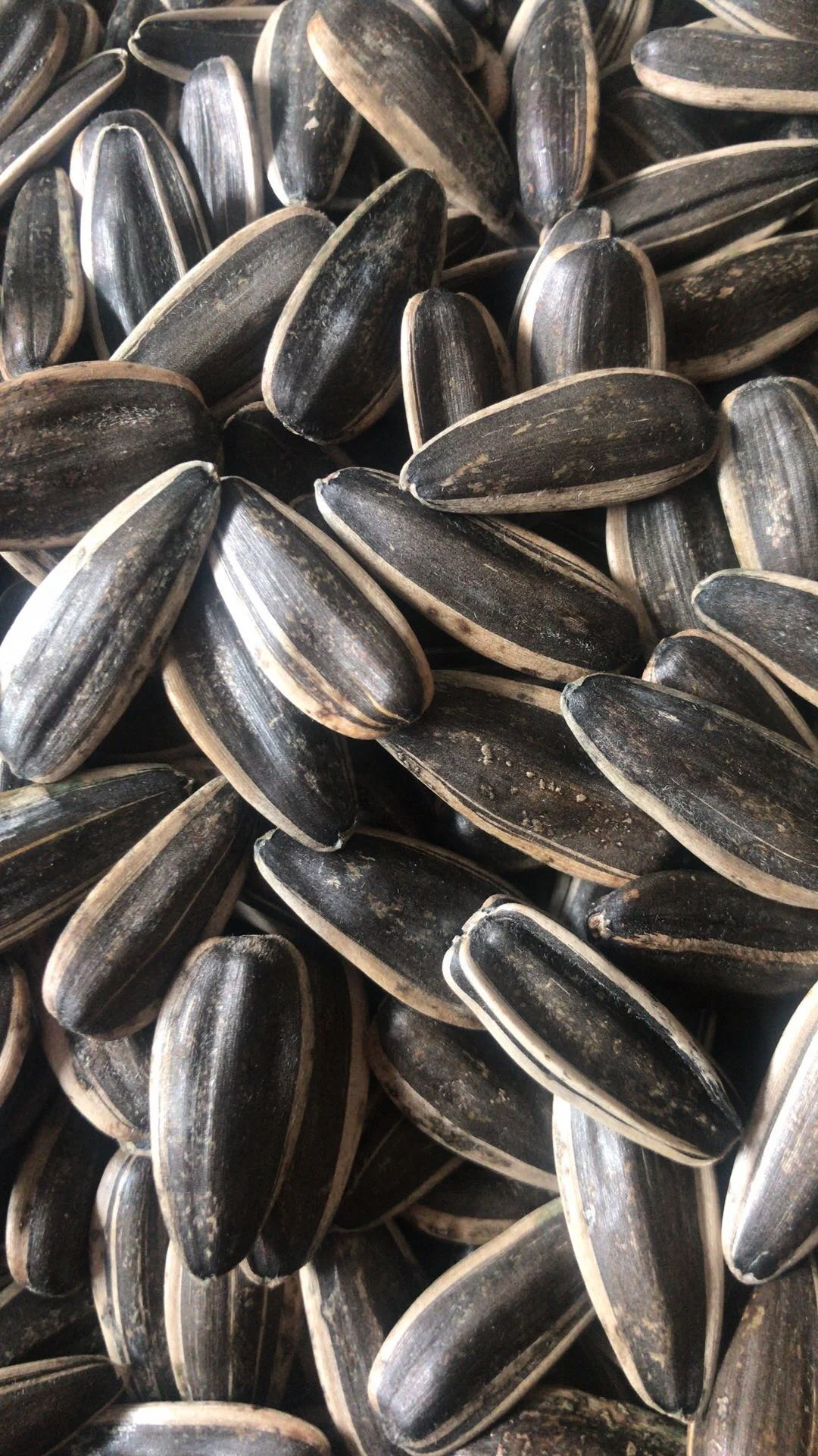 
different type of chinese sunflower seeds 361, 363, 5009, 601 Top Quality 