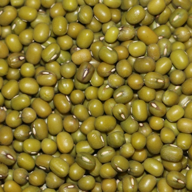 
Prime High Quality Green Mung Beans for Sprouting 