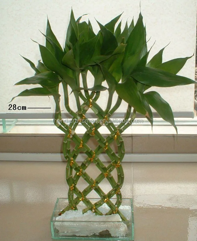 
Farm price indoor live aquatic ornamental chinese fengshui braided lucky bamboo plants dracaena sanderiana 
