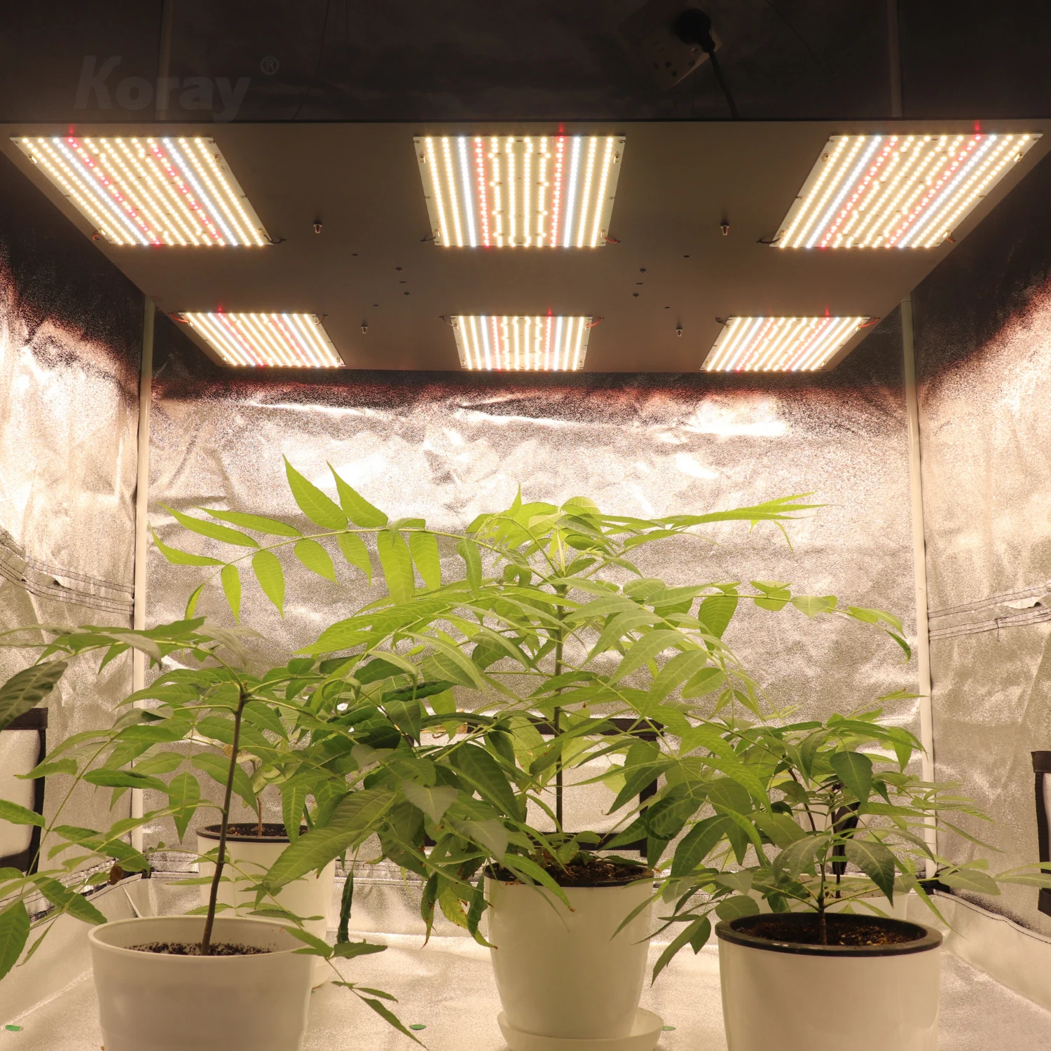 Светодиодные светильники выращивание конопли марихуана мускатный орех