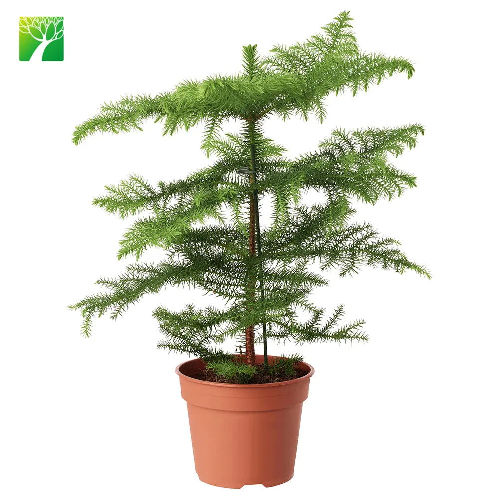 
Hot sale outdoor garden decoration real natural arbor tree plant christmas pine tree Aurocaria axcelsa 