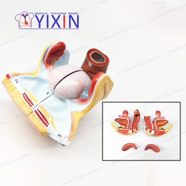 
Authentic female internal genital model uterus ovary reproductive structure genital anatomical model 