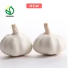 Best white normal garlic wholesale price in China