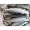 Manufacturer supplier China cheap quick frozen fresh mullet for human consumption