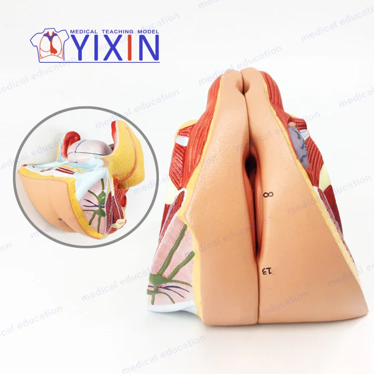 
Authentic female internal genital model uterus ovary reproductive structure genital anatomical model 