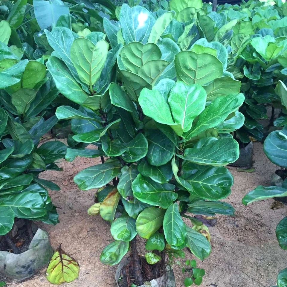 
Ficus Lyrata, Ficus Pandurata Hance Bonsai Plants 