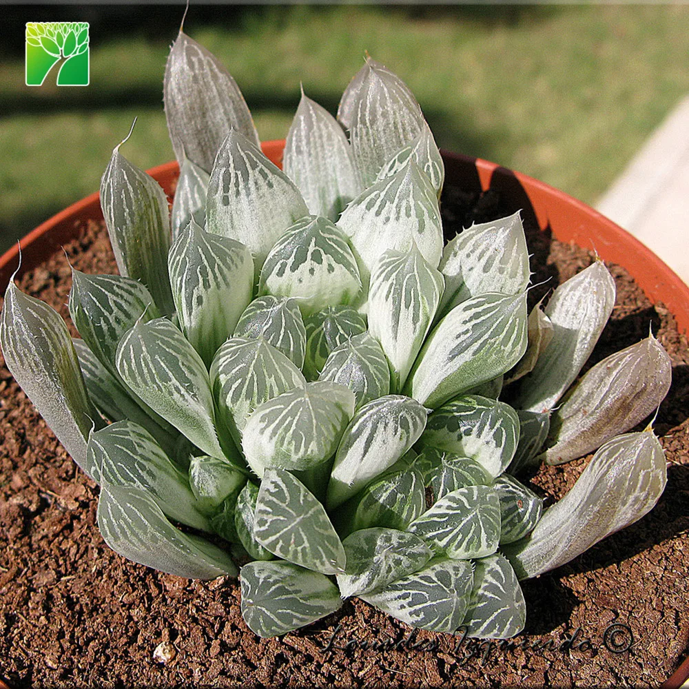 
Low price wholesale succulent plants natural Haworthia cooper i 