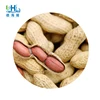 China shandong raw peanut in shell bulk in 30kg PP bags for peanut butter making