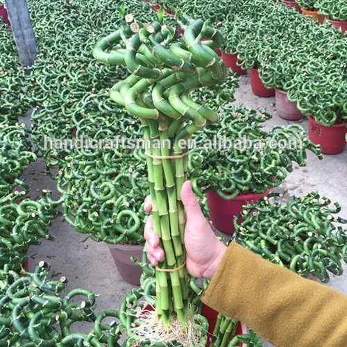 
factory price dracaena sanderiana indoor ornamental chinese fengshui live aquatic plants spiral lucky bamboo 