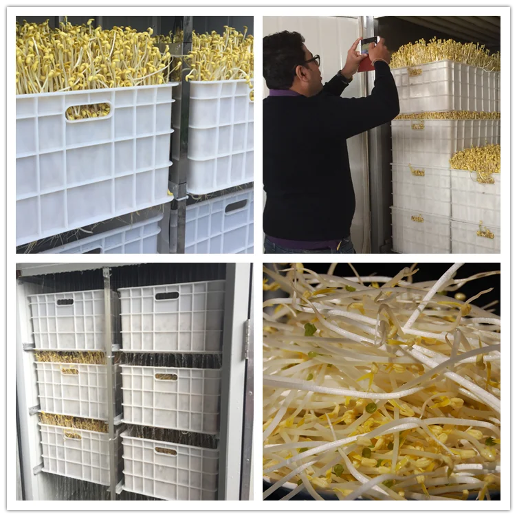 
Full automatic bean sprout machine 