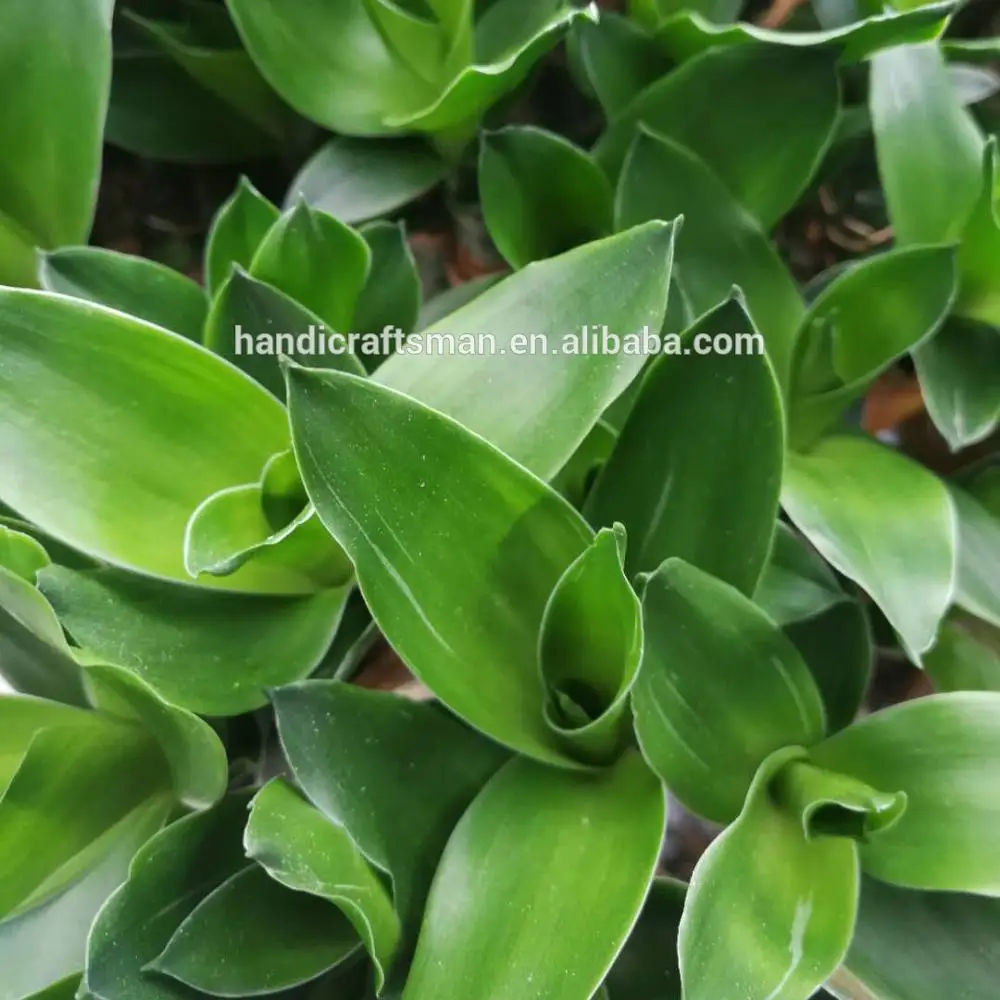 
factory price dracaena sanderiana chinese indoor live aquatic potted plants lotus lucky bamboo 