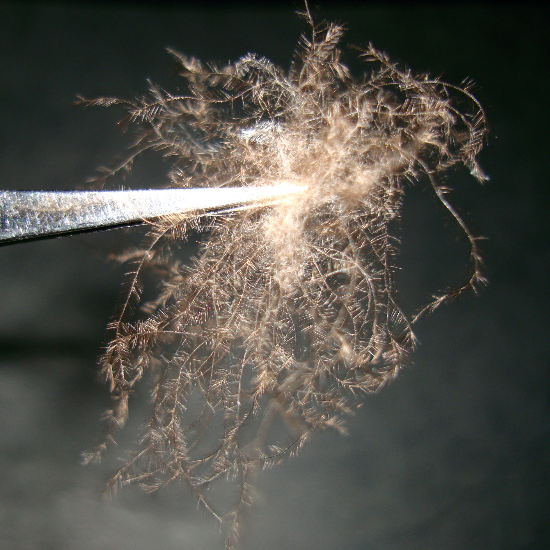 
Good Quality Down Coat Down Jacket Filling Material Washed Grey Duck Down 50% 