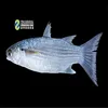seafood of the month frozen food distributors sale of Grey mullet size 600-2000g