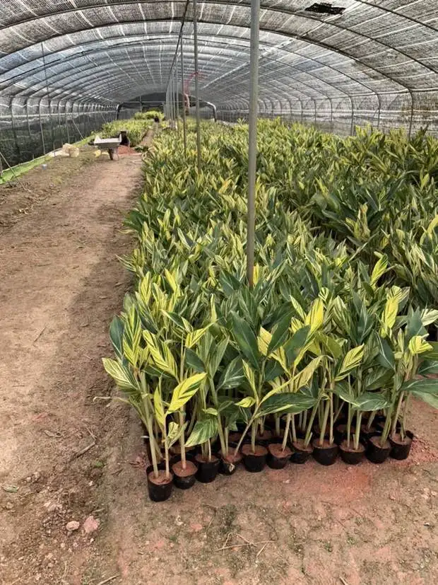 
2019 Indoor Plant Bonsai Decoration Alpinia zerumbet with Factory Price 