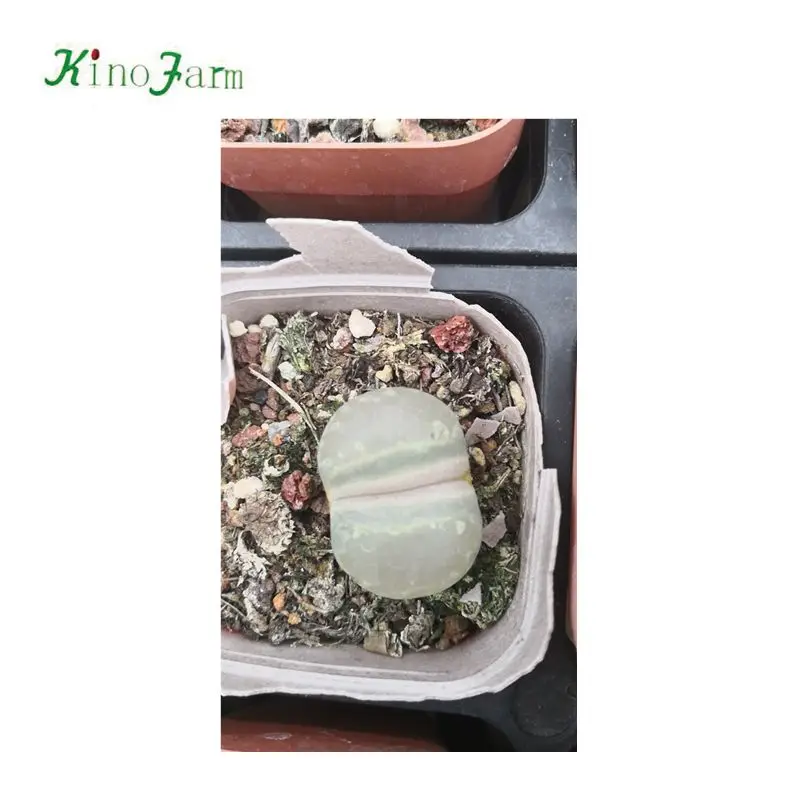 
Lithops cactus 