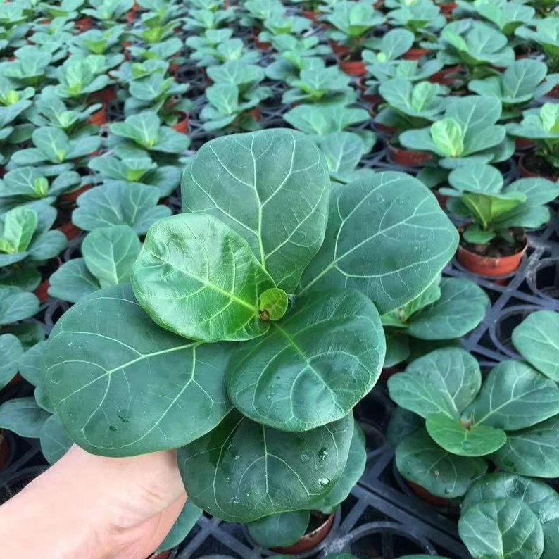 
Ficus Lyrata, Ficus Pandurata Hance Bonsai Plants 