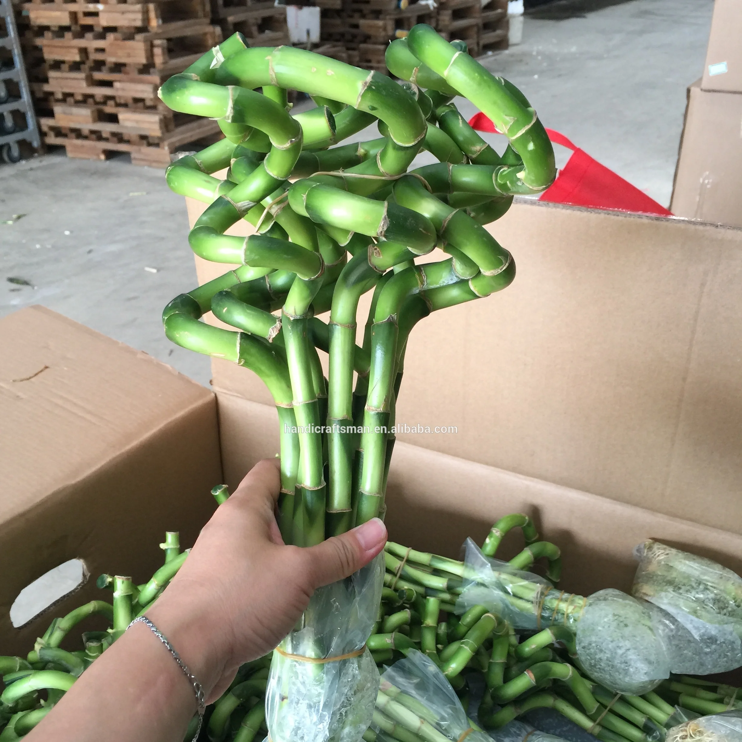 
factory price dracaena sanderiana indoor ornamental chinese fengshui live aquatic plants spiral lucky bamboo 