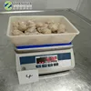 Frozen Giant Squid Mouth Beaker Size 5-15g Cleaned