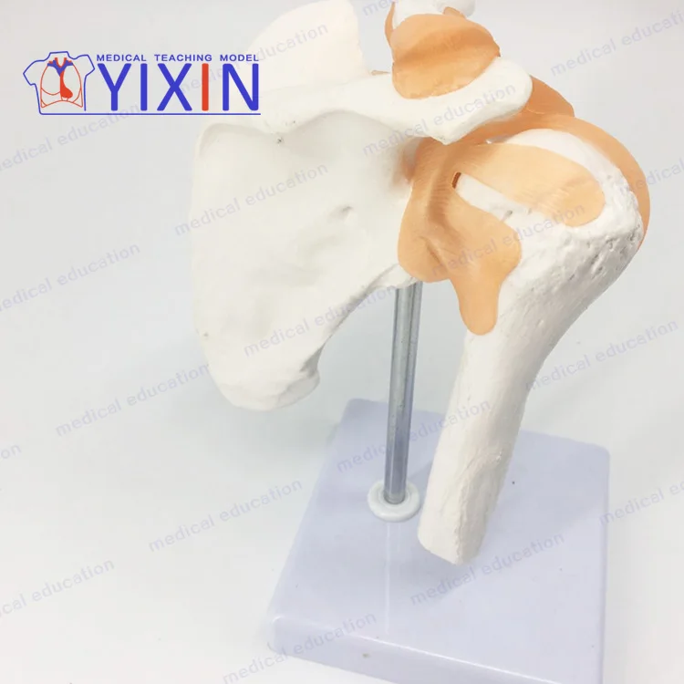 
Human shoulder joint model Clavicular-acromioclavicular arthroscopic operation demonstrates human joint of skeletal model 