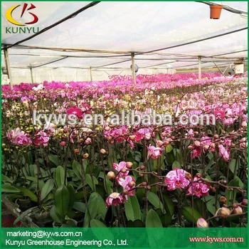 
Phalaenopsis orchid Seedlings from Taiwan Phalaenopsis orchid supply Orchid plants for sale 