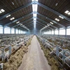 Manufacturer Construction steel structure Industrial sheep shed