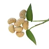 Sesame Coated Roasted Cashews Vietnam Nuts Bulk
