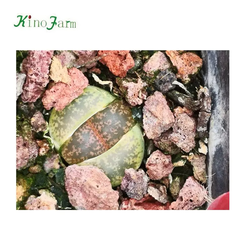
Lithops cactus 