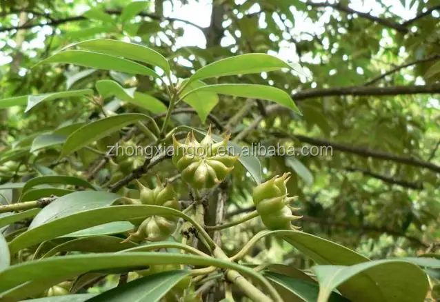 Wholesale High Quality Dried Spices Factory Direct Sales Cinnamon Sticks - Buy S