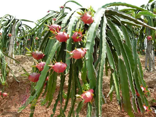 High Quality Organic Heirloom Dragon Fruit Tree Seeds Cactus Pitaya