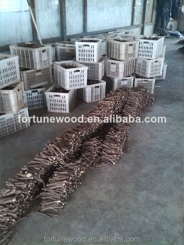 HT1SYVoFLdcXXagOFbXf