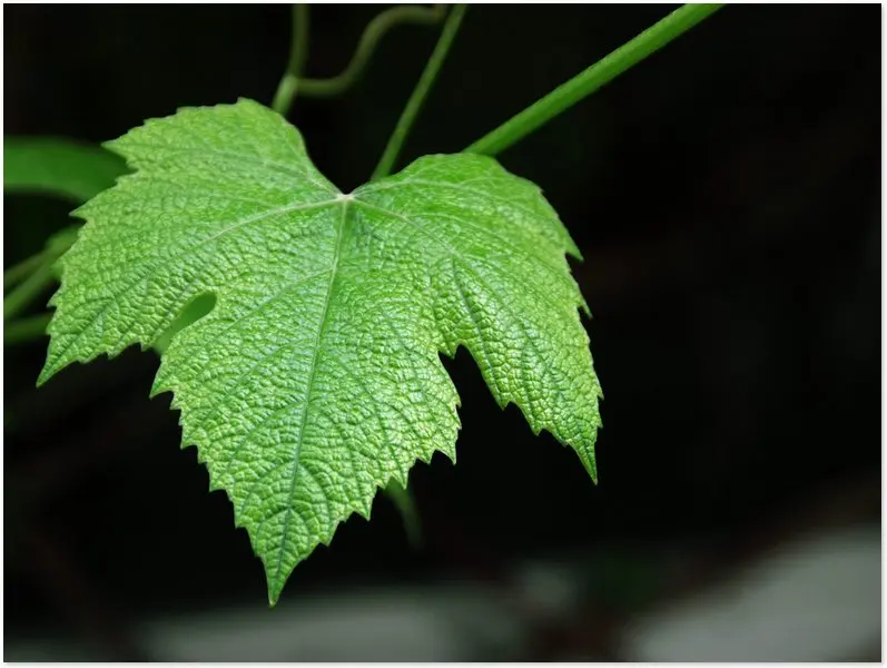 100% natural grape leaves extract/ vitis vinifera leaves extract